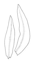 Zygodon intermedius, leaves. Drawn from A.J. Fife 5545, CHR 104153.
 Image: R.C. Wagstaff © Landcare Research 2017 